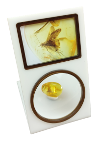 Inkluzja w bursztynie bałtyckim, Caddisflies Trichoptera.