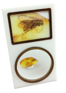 Inkluzja w bursztynie bałtyckim, Caddisflies Trichoptera. 