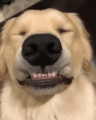 smiling-dog-5.gif